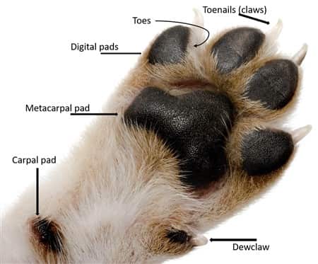 Dog licking dew claw hot sale pad